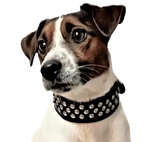 Ошейник селедка кожаный с украшением