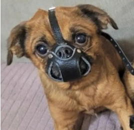 пти-брабансон