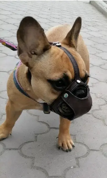 Намордник французского для бульдога